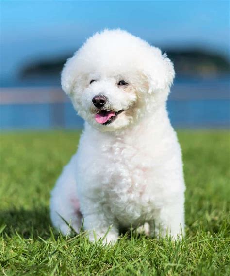 bichon frise white